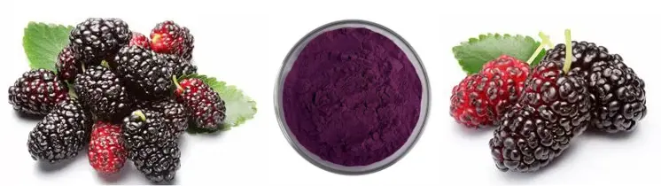 Freeze-Dried Mulberry Powder Freeze-Dried Mulberry Powder