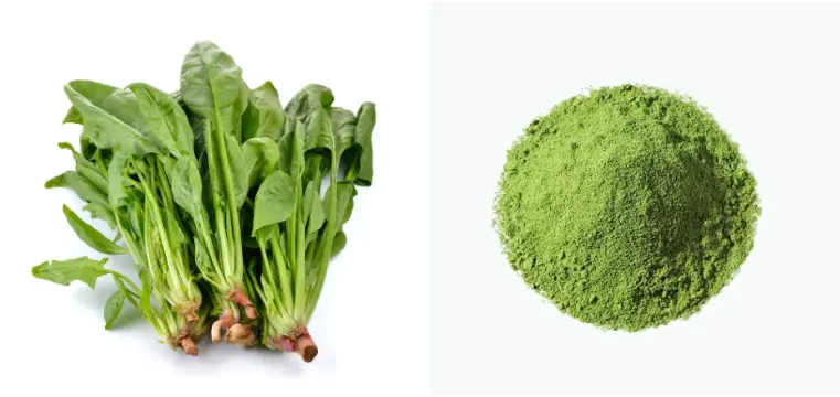 Freeze-Dried Spinach Powder Freeze-Dried Spinach Powder