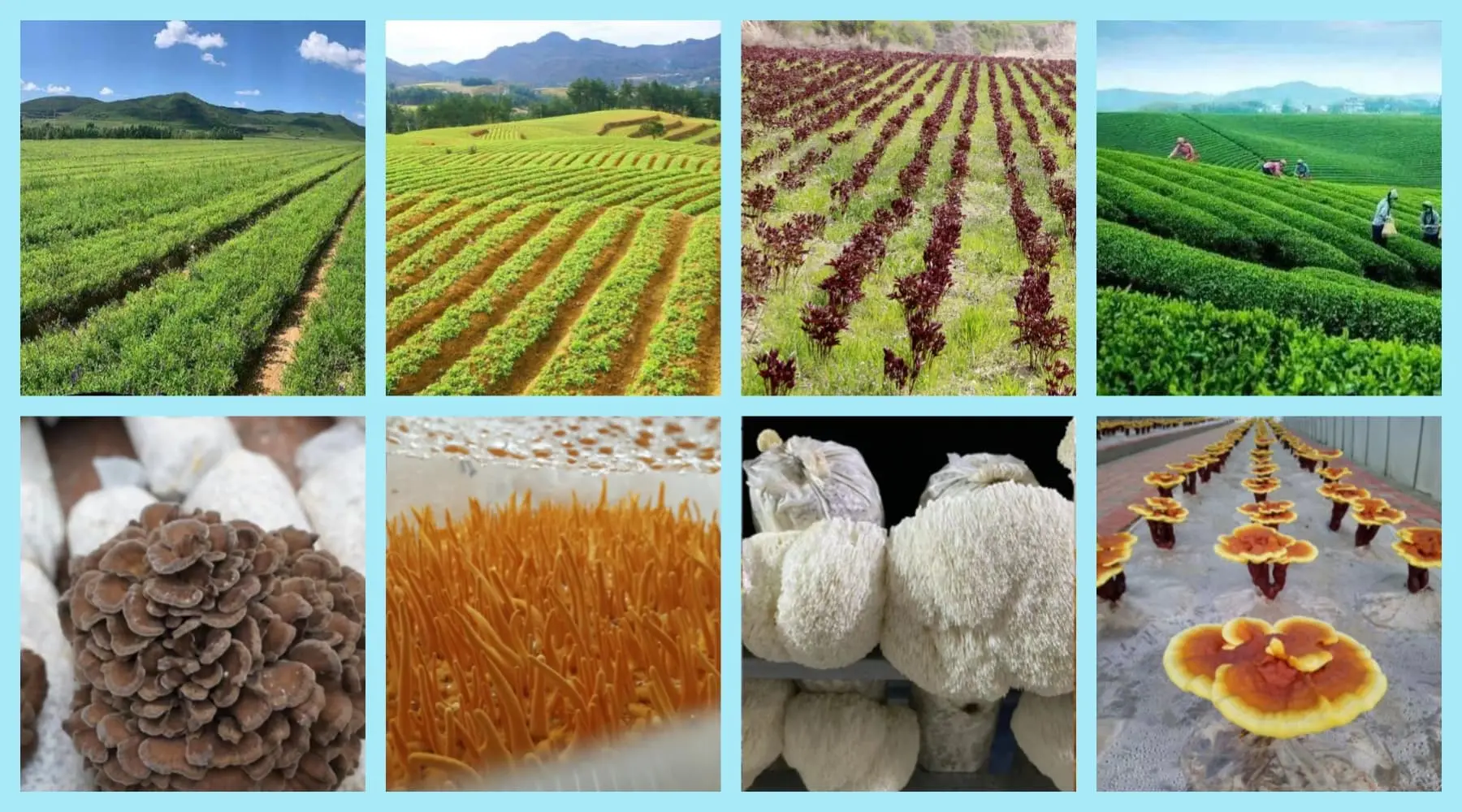 Our Raw Materials Our Raw Materials
