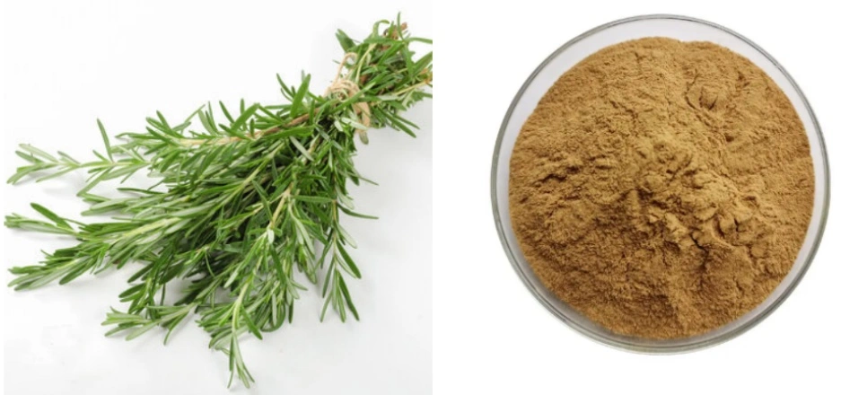 Rosemary Extract Powder Rosemary Extract Powder