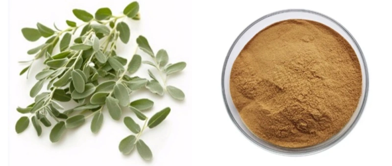 Thyme Extract Powder