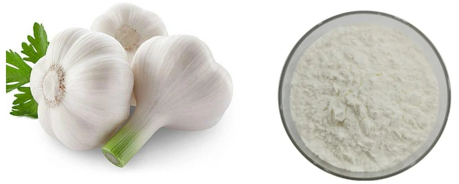 Garlic Extract Powder Garlic Extract Powder