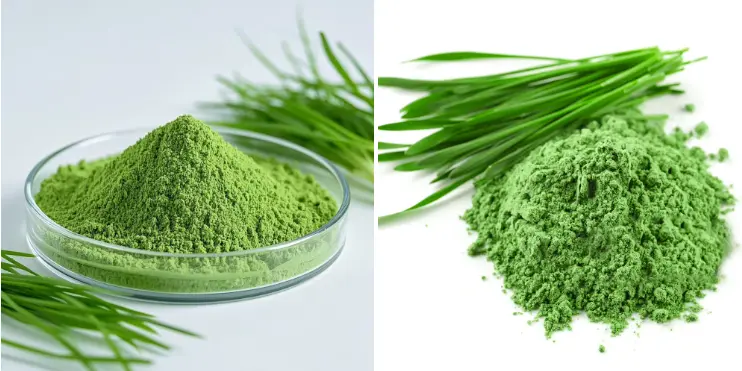 Wheat Grass Juice Powder Bulk Wheat Grass Juice Powder Bulk