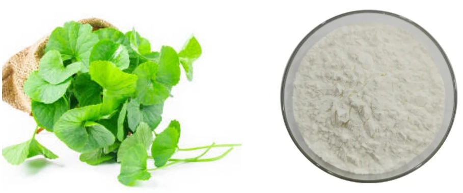 Centella Asiatica Extract Powder