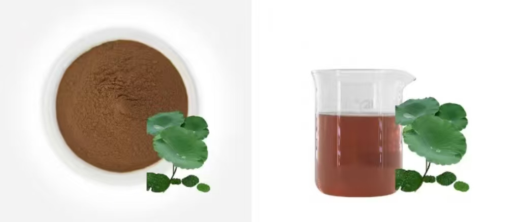 Lotus Leaf Extract Powder Lotus Leaf Extract Powder