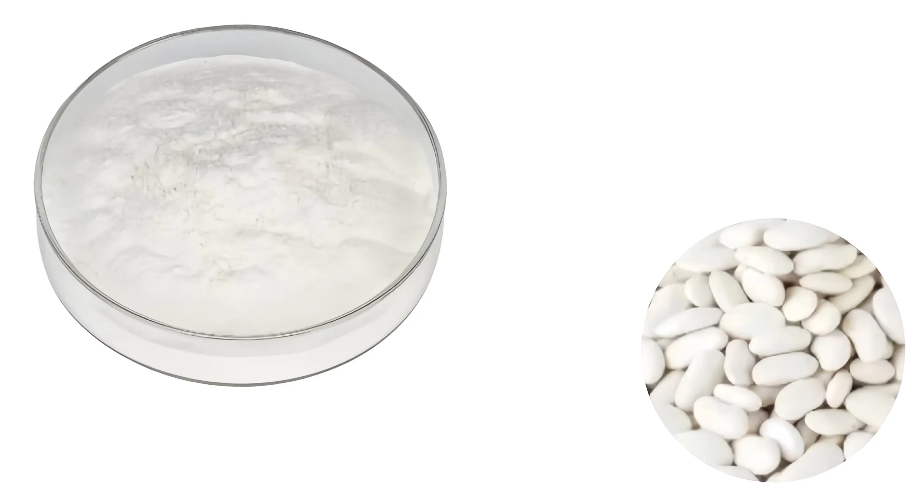 White Kidney Bean Extract Powder