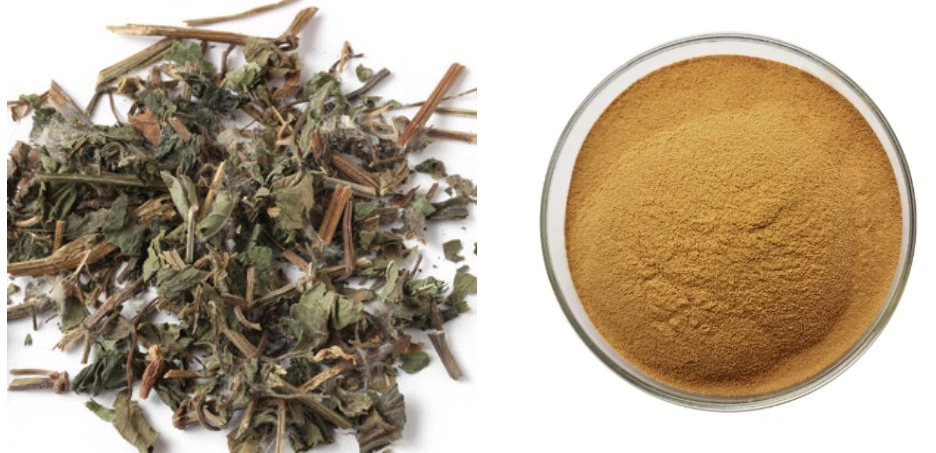 Jiaogulan Extract Powder Jiaogulan Extract Powder