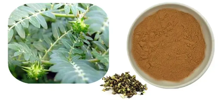 Tribulus Terrestris Extract Powder