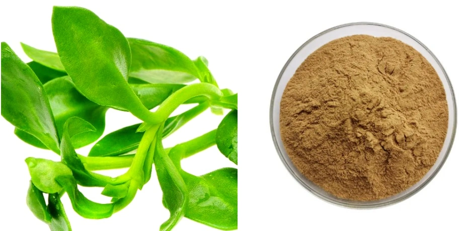 Andrographis Extract Powder