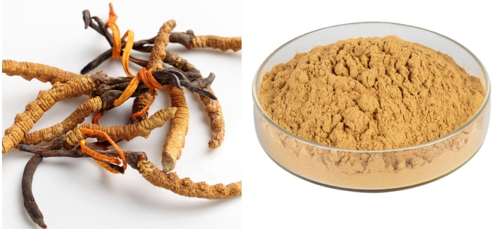 Cordyceps Militaris Extract Powder Cordyceps Militaris Extract Powder