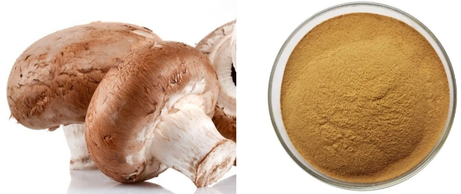 Shiitake Mushroom Extract Powder Shiitake Mushroom Extract Powder
