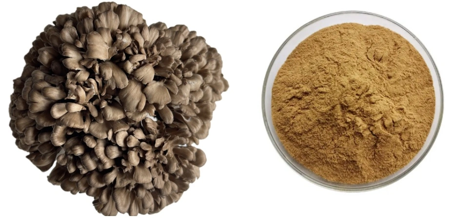 Maitake Mushroom Extract Powder