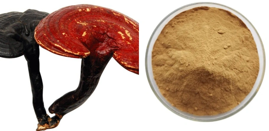 Reishi Mushroom Extract Powder Reishi Mushroom Extract Powder