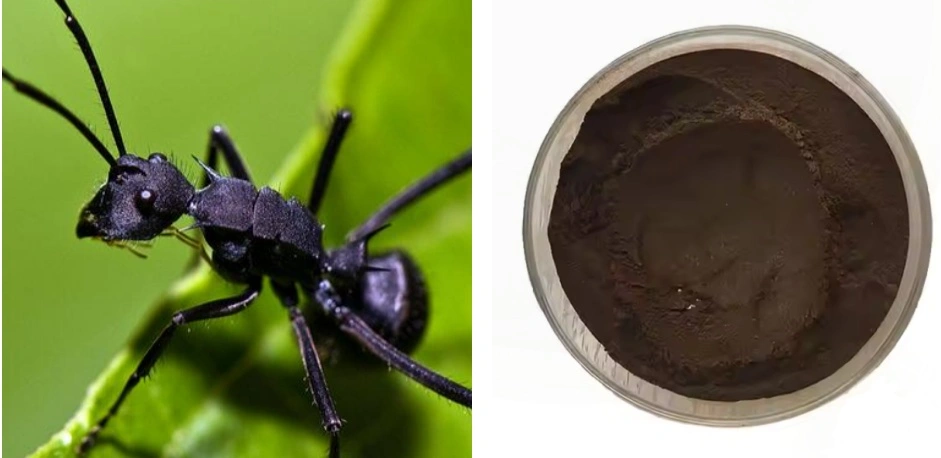 Black Ant Extract Powder Black Ant Extract Powder