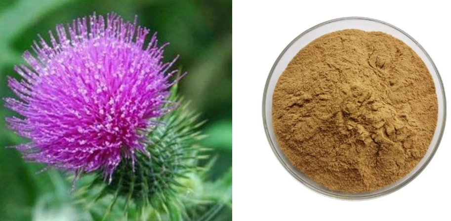 Milk Thistle Extract Powder