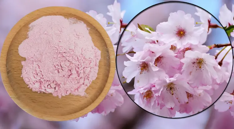 Sakura Flower Extract Powder Sakura Flower Extract Powder