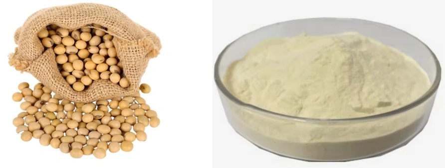 Soy isoflavones Powder