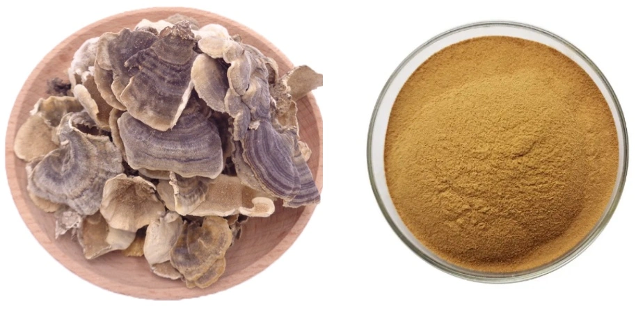 Turkey Tail Mushroom Extract Powder Turkey Tail Mushroom Extract Powder