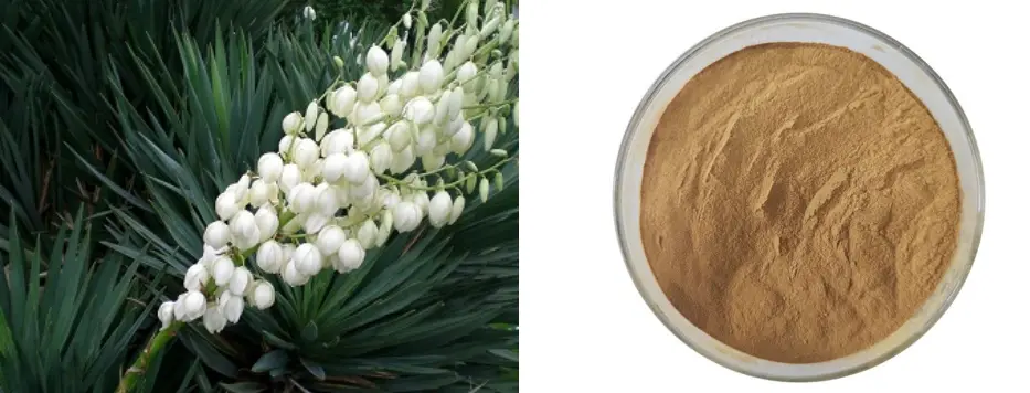 Bulk Yucca Extarct Popwder Bulk Yucca Extarct Popwder