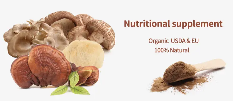 Chaga Mushroom Extract Powder Chaga Mushroom Extract Powder