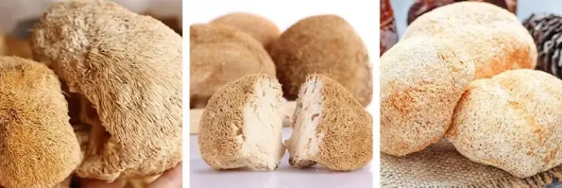 Lion's Mane Mushroom Extract Powder