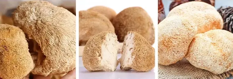 Lion's Mane Mushroom Extract Powder Lion's Mane Mushroom Extract Powder