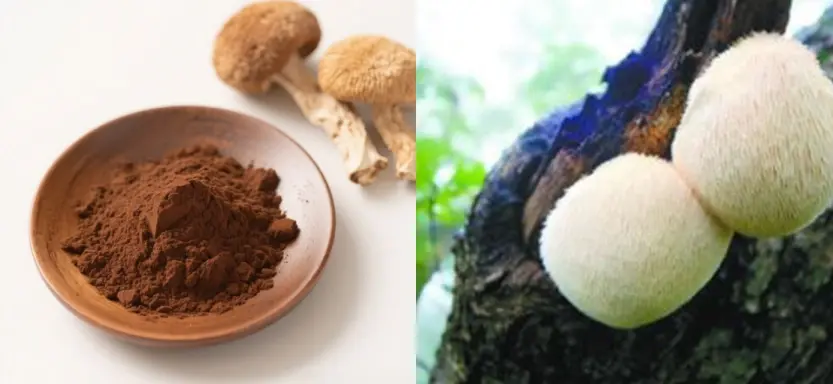 Lion's Mane Mushroom Extract Powder