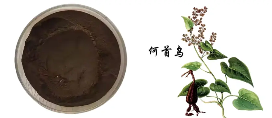 Bulk Fo-Ti Extract Powder Bulk Fo-Ti Extract Powder